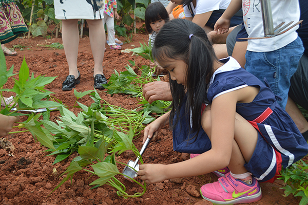 太陽能路燈，太陽能路燈廠家，太陽能路燈價格